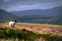 Sheep on the hills