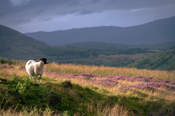 Sheep on the hills