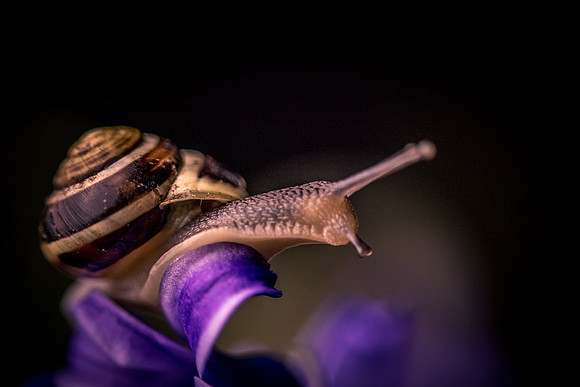 Snail on a Hyacinth