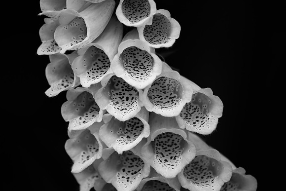 Foxglove