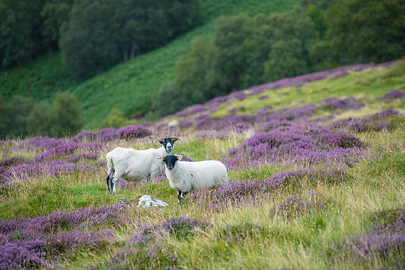 Black Face Sheep in the autumn heather