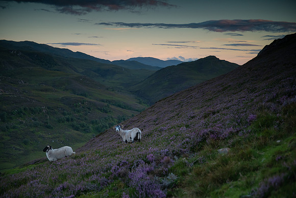 Black Face sheep on the Mountain