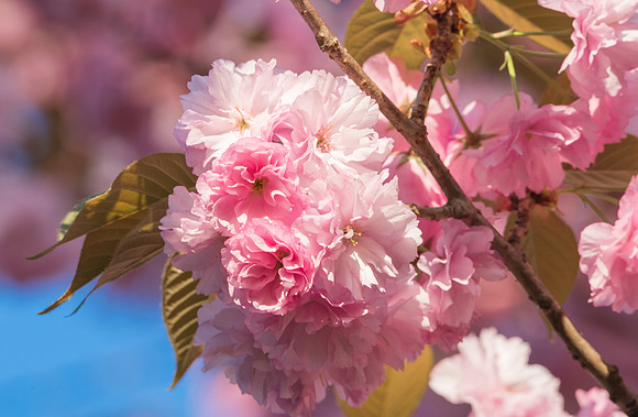 Blossom