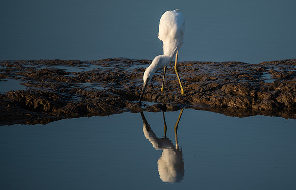 Egret