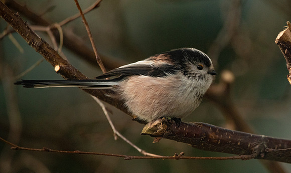 Long Tailed Tit