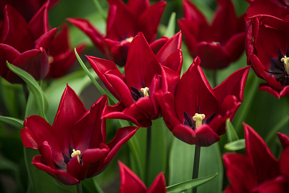 Tulips