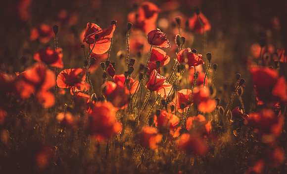 Poppies