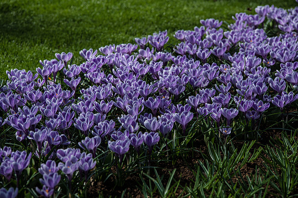 Crocus