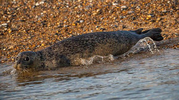 Seal