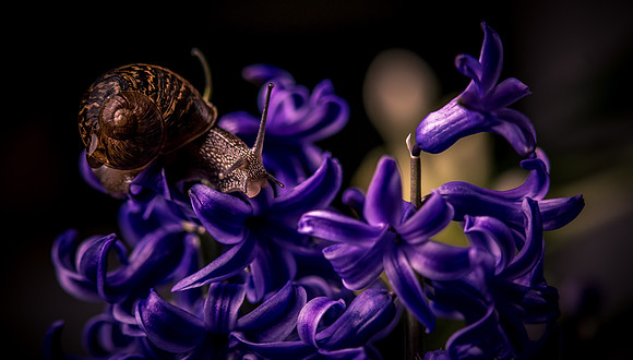 Snail on a Hyacinth