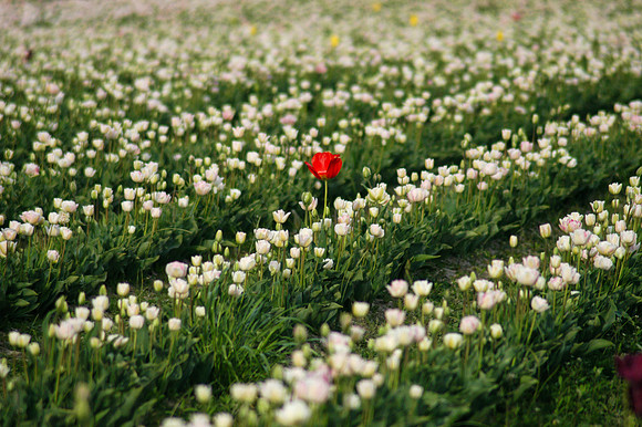 Dare to be Different