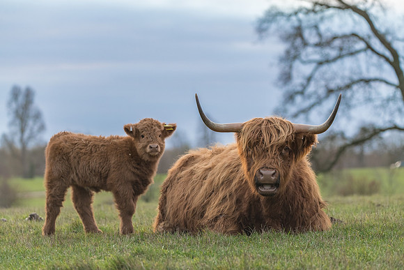 Highland Coo Mum and Baby