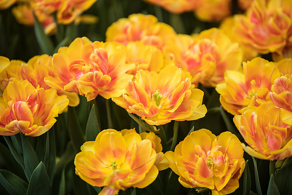 Tulips