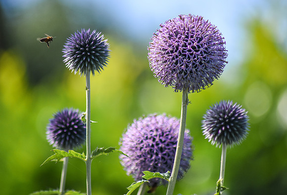 Bees