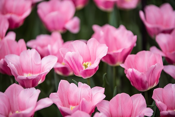 Tulips