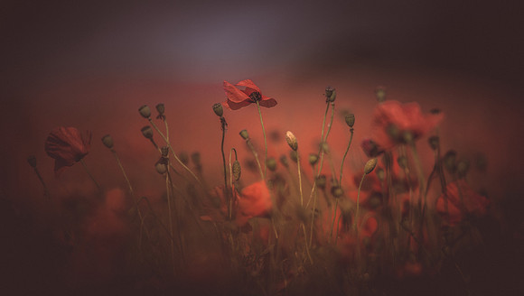 Poppies