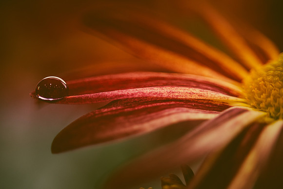 Water Drop on a Petal
