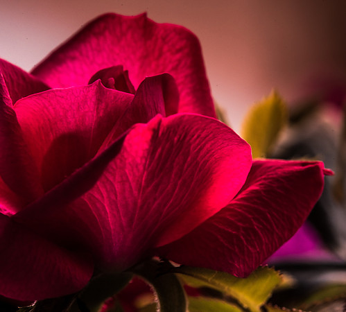 Red Rose