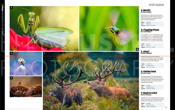 N-Photo-7th-place-wildlife - May 2020