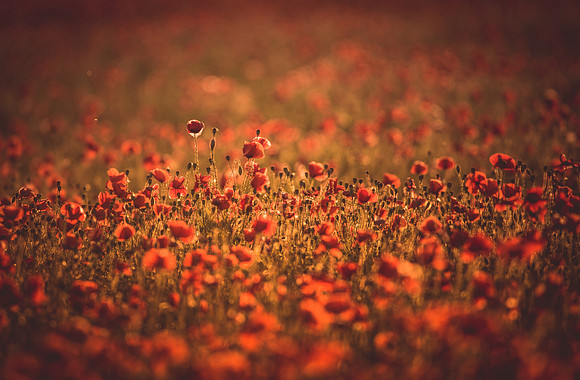 Poppy Field