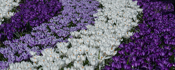 Purple and White Tulips