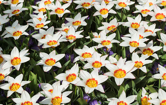 Dutch Tulips