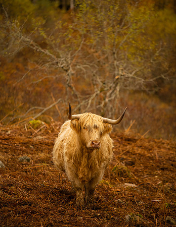 Highland Cow in the Autumnal colours