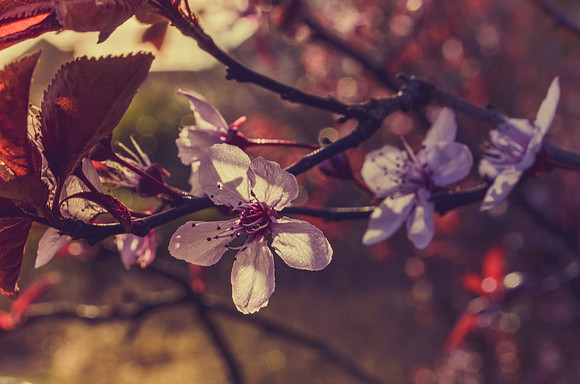 Cherry Blossim