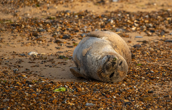 Gret Seal