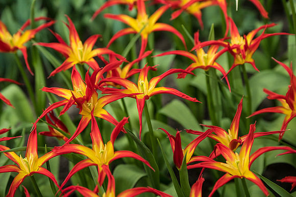 Tulips
