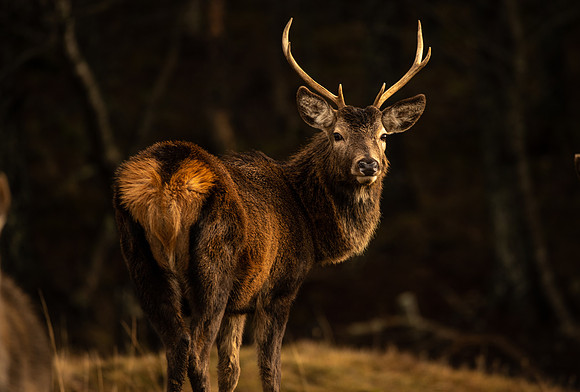 Stag in the sunlight