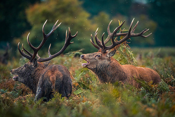 Stags Calling