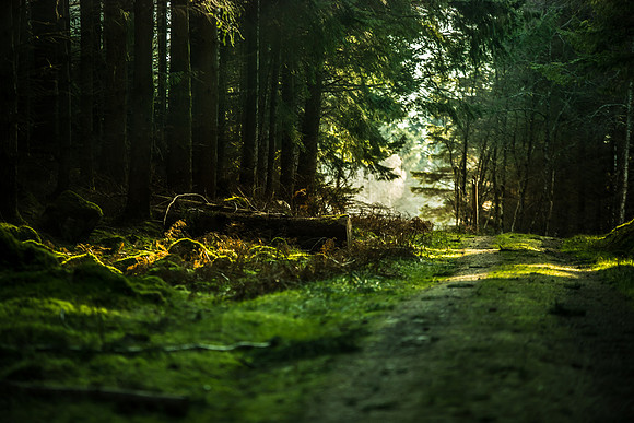 Woodland Wanders