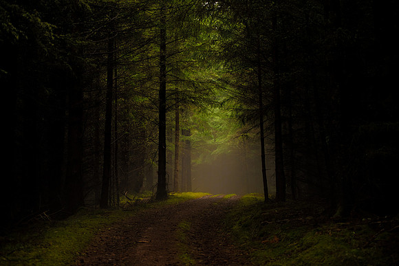 Dark Woods