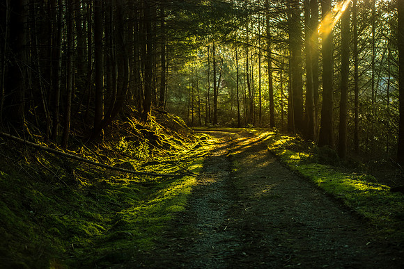 Sunlight through the Trees