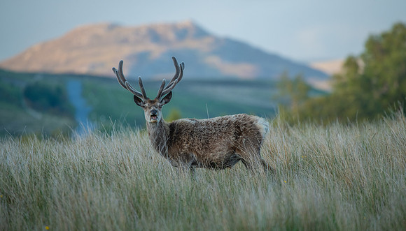 Highland Stag