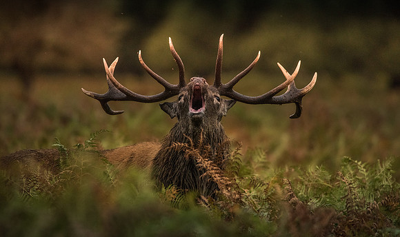 StagCalling