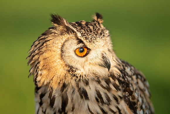 Eagle Owl