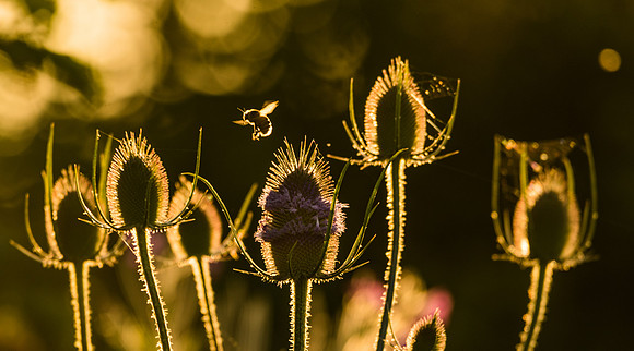 Teasles and a Bee