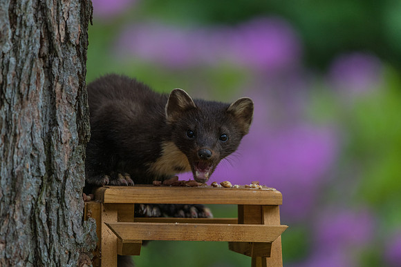 Pine Marten
