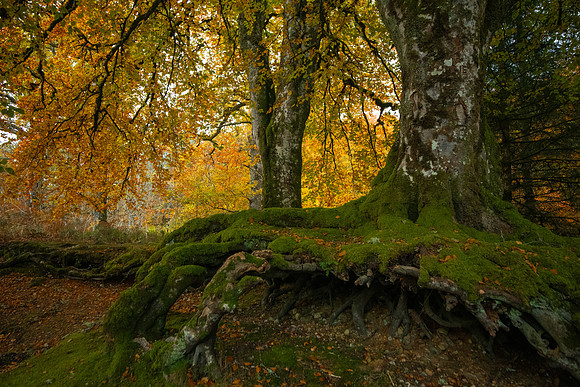Old Beech Tree