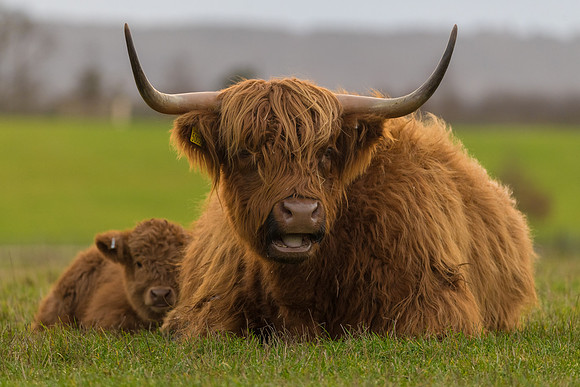 Highland Coo and Baby