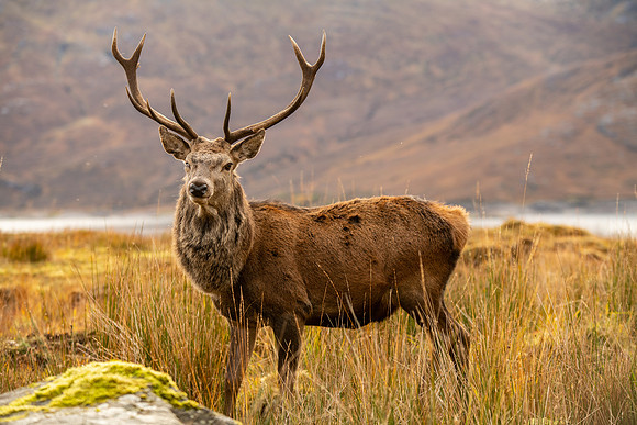 Stag