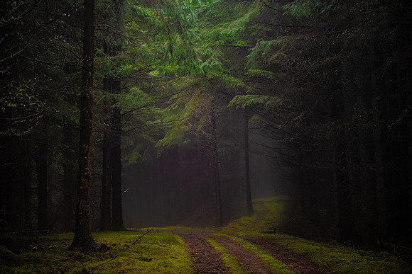 If you go down to the woods today