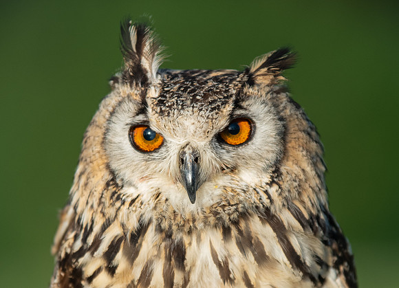 Eagle Owl