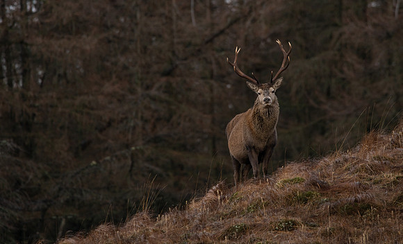Stag on the hill side