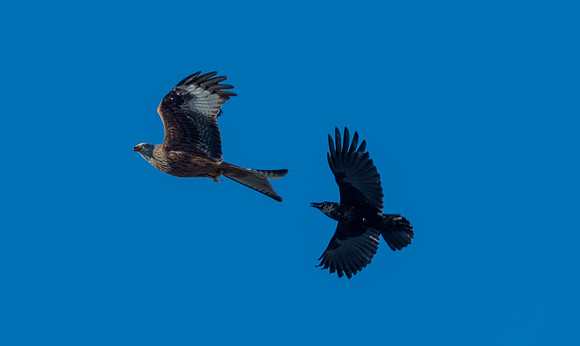 Crow chasing a Red Kite